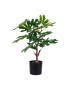 House Nordic Изкуствено дърво в саксия Fig tree - Pepit.bg