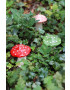 &k amsterdam Свещ без аромат Mushroom Dots - Pepit.bg