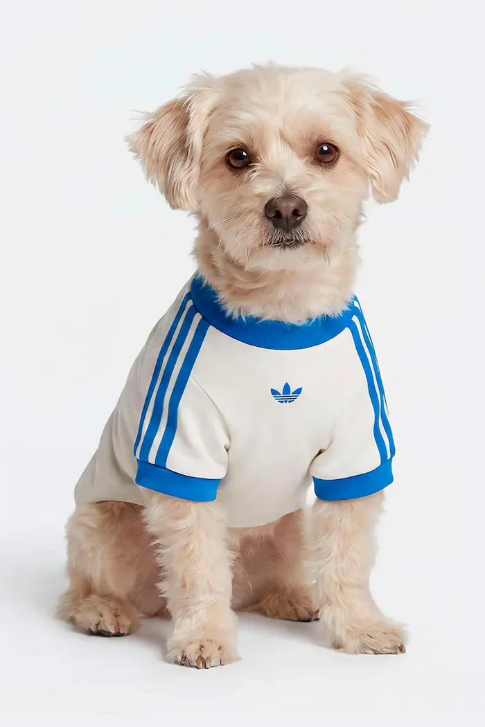 adidas Originals домашен любимец Pet Cali KY8732